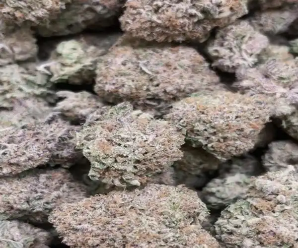 Cake Bomb Indoor 28g-----Low price