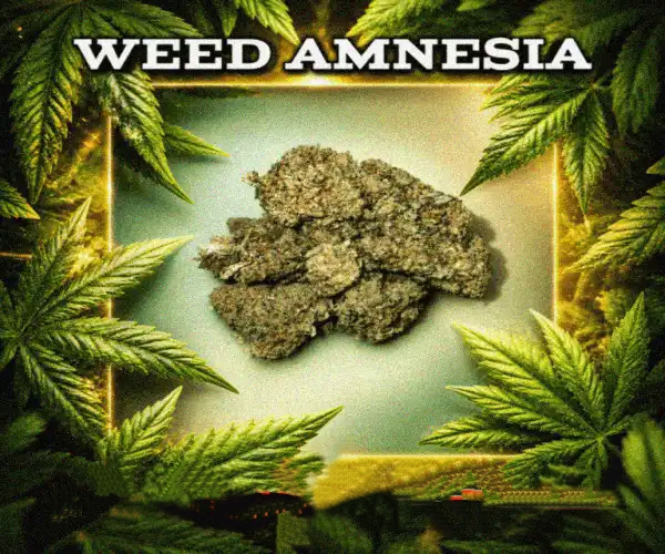 Amnesia Haze 1000G 4100€ ( price is negotiable)