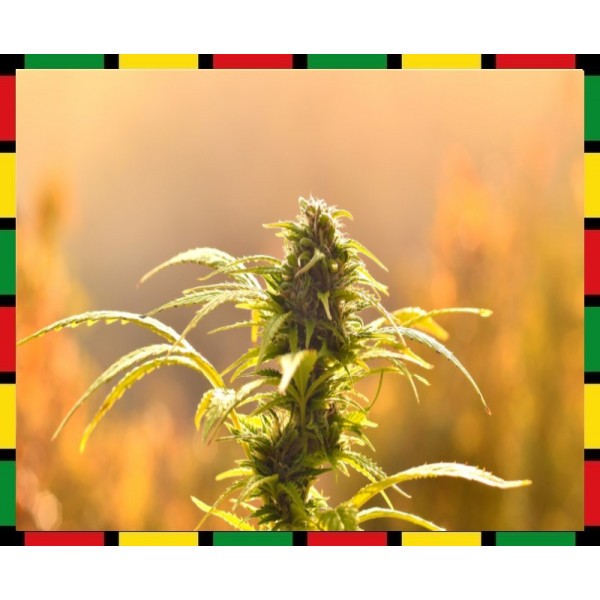150g ✿ PRO HAZE ✿ "Lab test"- Track Number-