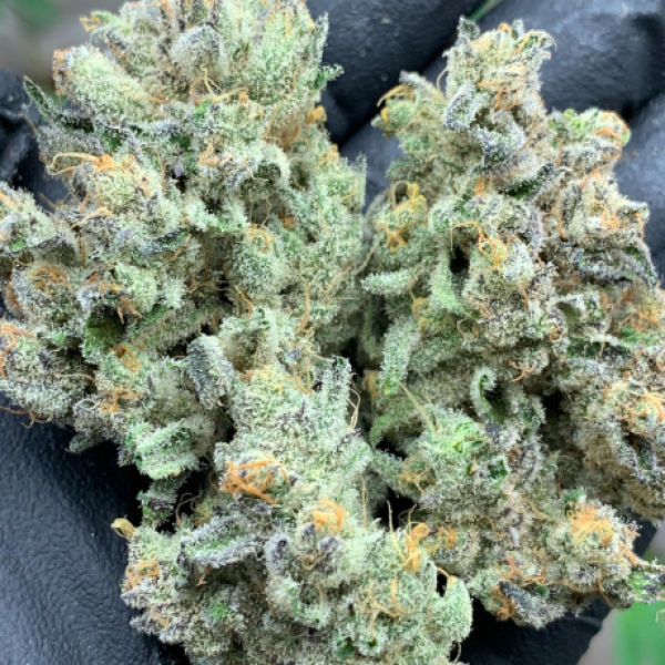 Amnesia Haze Indoor Weed AAA+