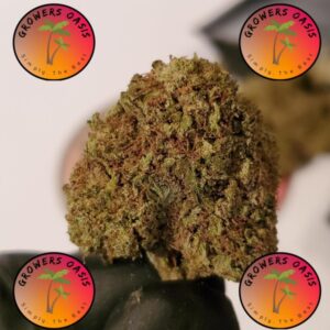 Ice Cream Social QP !Free Shipping!