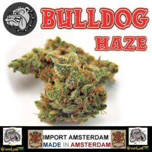 5G BULLDOG HAZE [FASTSHIP]