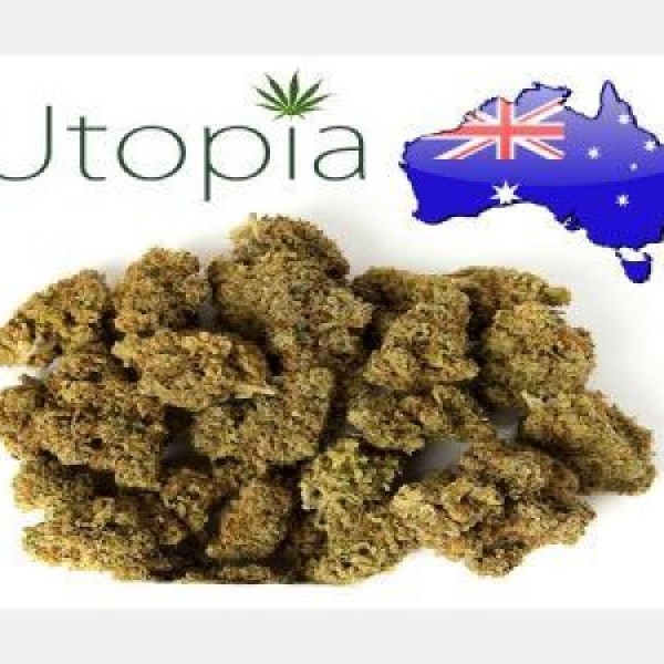 1 GRAM - HYDRO - BUDS - WEED