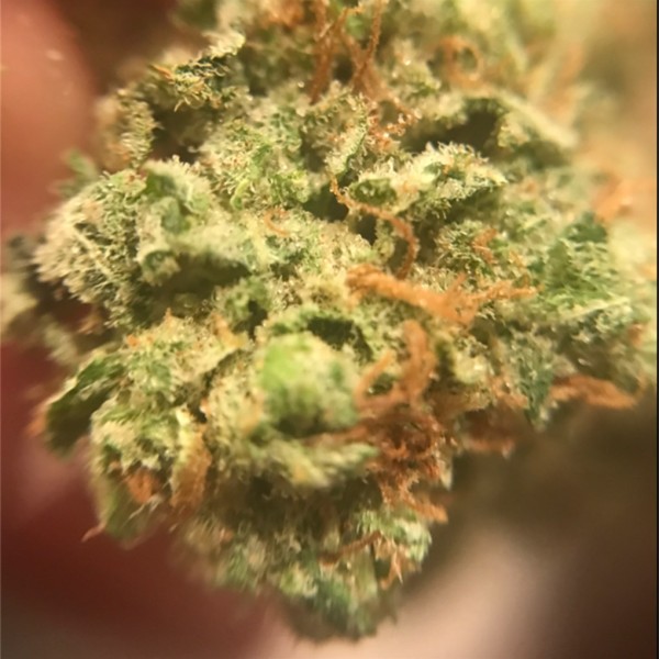 14 g Bio Strawberry Haze AAA+ Quality