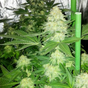 5g Skunk XL: the Columbian, Mexican and Afghan mix!