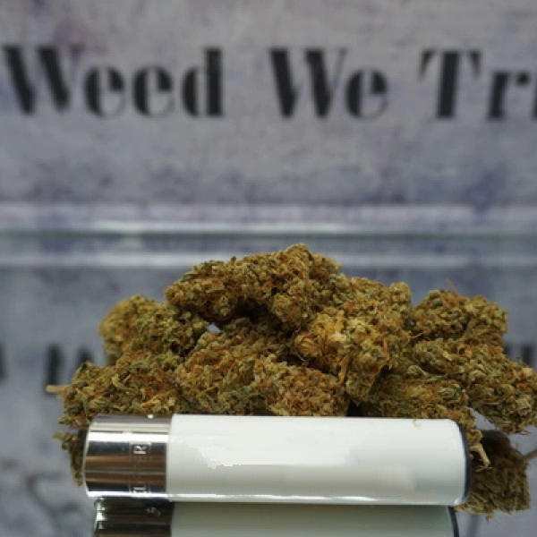 BIO🌱 ►50g 🔥 NORTHERN LIGHT🔥